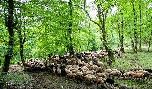 شیوع 75 نوع آفت در هیرکانی | منابعطبیعی و محیطزیست در خواب شیوع 75 نوع آفت در هیرکانی | منابعطبیعی و محیطزیست در خواب