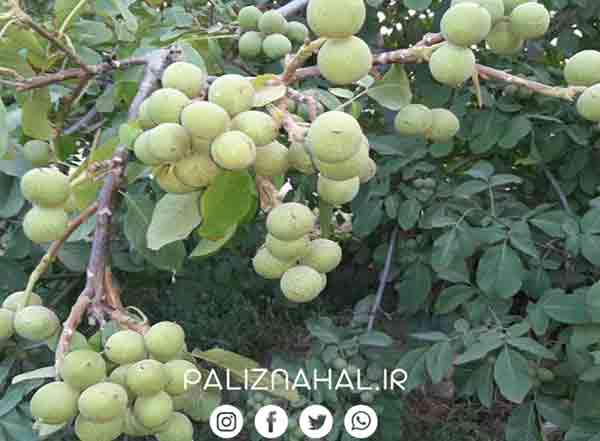چرا سرمایه گذاران حرفه ای برروی باغ گردو سرمایه گذاری میکنند؟ چرا سرمایه گذاران حرفه ای برروی باغ گردو سرمایه گذاری میکنند؟