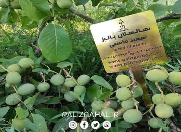 چرا سرمایه گذاران حرفه ای برروی باغ گردو سرمایه گذاری میکنند؟ چرا سرمایه گذاران حرفه ای برروی باغ گردو سرمایه گذاری میکنند؟