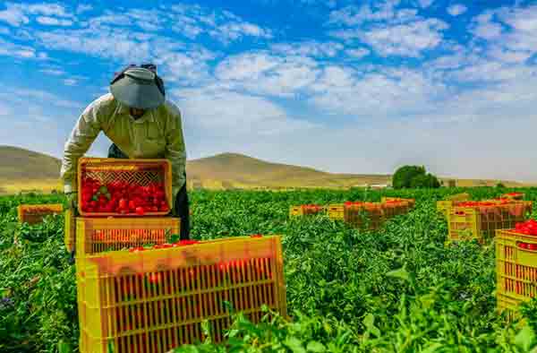 ثبت رکورد بیشترین برداشت در هکتار محصول توسط کشاورز «روژین تاک»  / جهانگیری: برداشت صحیح روی کیفیت رب تاثیرگذار است