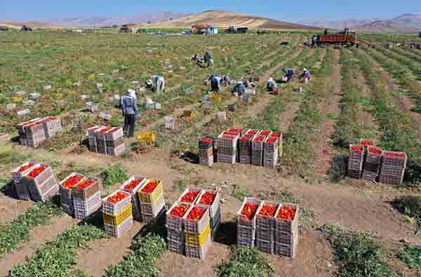 ثبت رکورد بیشترین برداشت در هکتار محصول توسط کشاورز «روژین تاک»  / جهانگیری: برداشت صحیح روی کیفیت رب تاثیرگذار است