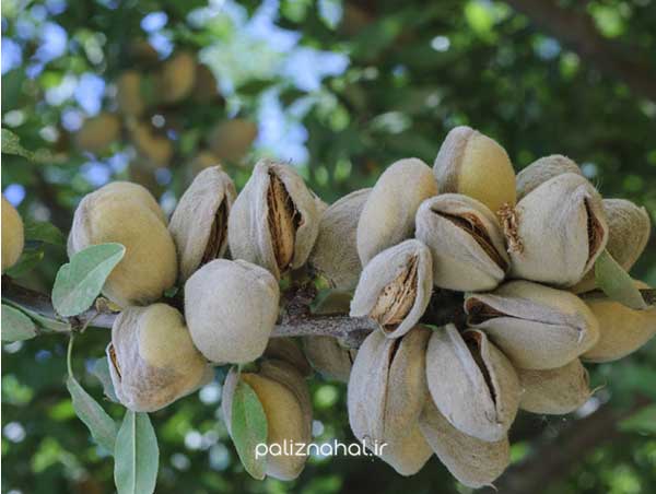 نهال بادام اصلاح شده بخریم یا نهال بادام دیرگل؟ کدام بهتر است؟ نهال بادام اصلاح شده بخریم یا نهال بادام دیرگل؟ کدام بهتر است؟