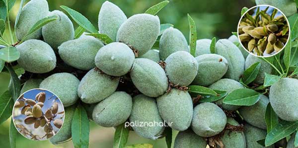 نهال بادام اصلاح شده بخریم یا نهال بادام دیرگل؟ کدام بهتر است؟ نهال بادام اصلاح شده بخریم یا نهال بادام دیرگل؟ کدام بهتر است؟