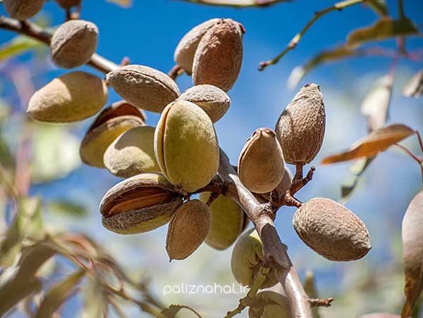 نهال بادام اصلاح شده بخریم یا نهال بادام دیرگل؟ کدام بهتر است؟ نهال بادام اصلاح شده بخریم یا نهال بادام دیرگل؟ کدام بهتر است؟