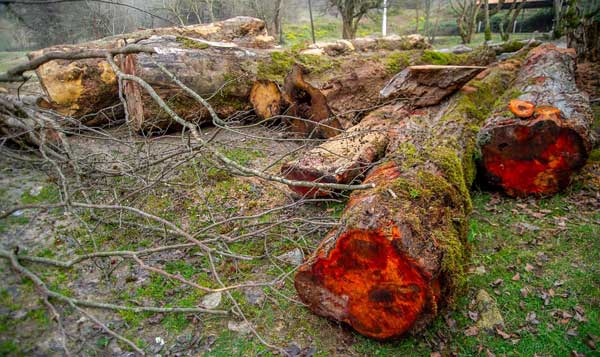 طرح دستبرد به جنگل | چراغ سبز منابع طبیعی به قاچاقچیان چوب طرح دستبرد به جنگل | چراغ سبز منابع طبیعی به قاچاقچیان چوب