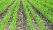 رشد ۱۱۵ درصدی اشتغال در بخش کشاورزی ایلام