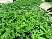 دستور امحاء ۵ مورد کشت محصول کشاورزی آلوده در همدان