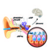 شنوایی در دستان مجموعه‌ای از پروتئین‌های سلولی
