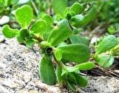 طرح توسعه گیاهان دارویی در سه هزار و ۷۰۰ هکتار از مراتع همدان