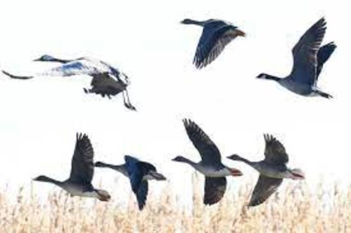 مهاجرت پرندگان آبزی، کنار آبزی و شکاری به زیستگاه‌های هرمزگان آغاز شد.