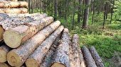 کشف ۱۸ تن چوب  قاچاق در  دهلران