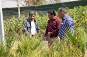 آغاز طرح نهضت سبز شهرداری برازجان