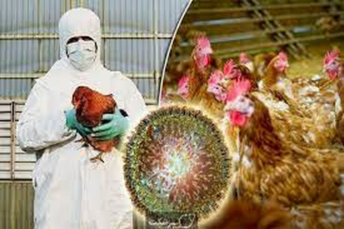 توصیه‌های بهداشتی برای مرغداران به منظور پیشگیری از آنفلوآنزای فوق حاد پرندگان