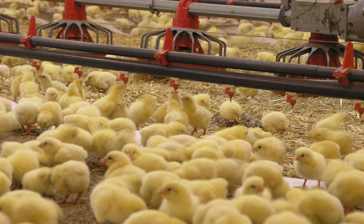 جوجه ریزی مرغداری‌های هرمزگان در مهرماه امسال ۲ میلیون و ۱۰۰ هزار قطعه بود که نسبت به سال گذشته ۳۰ درصد افزایش داشته است.