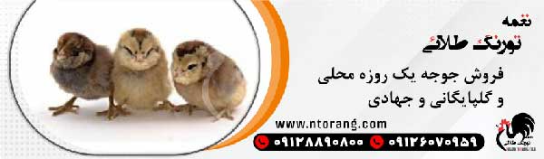 مرغ تخمگذار محلی گلپایگان با نغمه تورنگ طلایی مرغ تخمگذار محلی گلپایگان با نغمه تورنگ طلایی