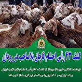 کشف 43 رأس احشام قاچاق بلاصاحب در رودان