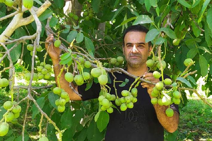 نهال گردو فرنور پیوندی، نهال گردویی که پس از به بار نشستن، ارزش طلا را پیدا می‌کند! شاید باورش کمی سخت باشد اما به نقل از نهالستان گلد نهال این درخت گردوی ارزشمند، در صورت مراقبت و رسیدگیِ درست می‌تواند به یکی از سودآورترین دارایی‌های شما تبدیل شود.