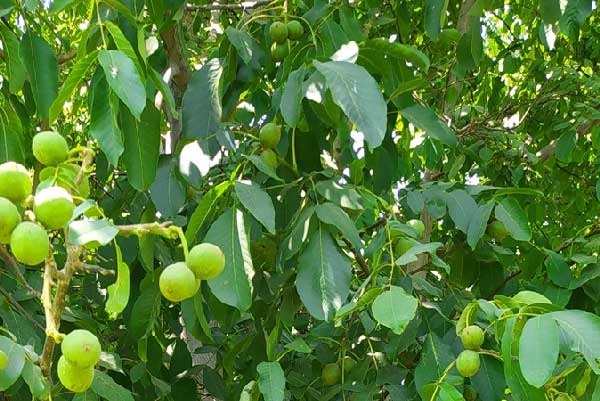 خرید نهال گردو فرنور پیوندی، بهترین درخت گردو سردسیری خرید نهال گردو فرنور پیوندی، بهترین درخت گردو سردسیری