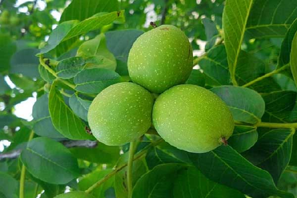 خرید نهال گردو فرنور پیوندی، بهترین درخت گردو سردسیری خرید نهال گردو فرنور پیوندی، بهترین درخت گردو سردسیری