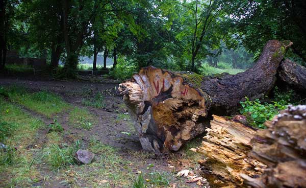 یک ادغام محیطنیستی | خطر تشکیل یک سازمان ناکارآمد یک ادغام محیطنیستی | خطر تشکیل یک سازمان ناکارآمد