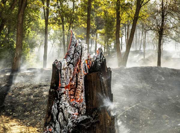 آتش غافلگیری زبانه می‌کشد | خداحافظی با پاییز هزار رنگ جنگل