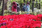 گزارش تصویری | جشنواره لاله ها در باغ ایرانی