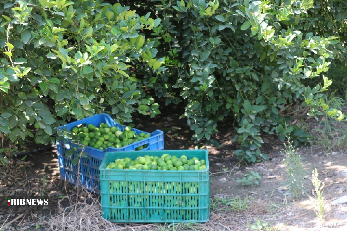 برداشت لیمو ترش نوبرانه از باغ‌های میناب