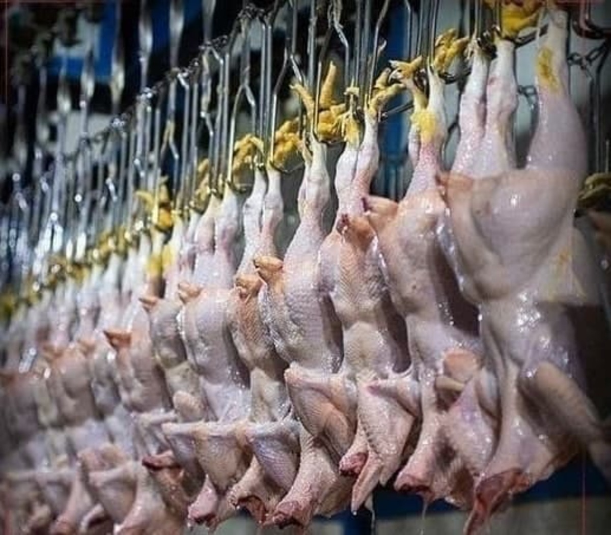 رئیس انجمن پرورش دهندگان مرغ گوشتی گفت: با توجه به نیاز کشور، ماهانه ۱۲۰ تا ۱۳۰ میلیون قطعه جوجه ریزی باید در کشور صورت گیرد تا میزان عرضه افزایش یابد.