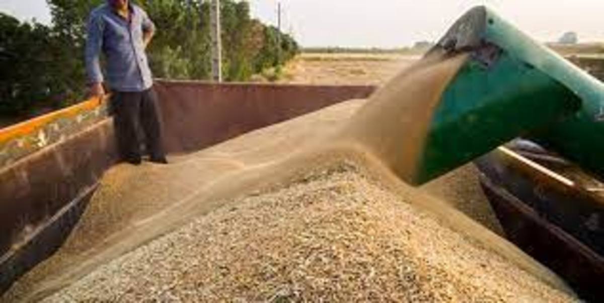 بیش از ۴۷ هزار تن گندم استان زنجان در قالب ۱۶۷۶ محموله از طریق حمل و نقل ریلی و جاده‌ای به استان‌های مورد نیاز انتقال صورت گرفته است.
