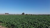 2300 هکتار مزارع کلزا ساری سبز شد
