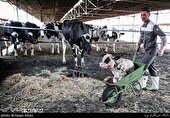 زمین مجتمع دامداری غرب پس از 25 سال انتظار دامداران مشخص شد