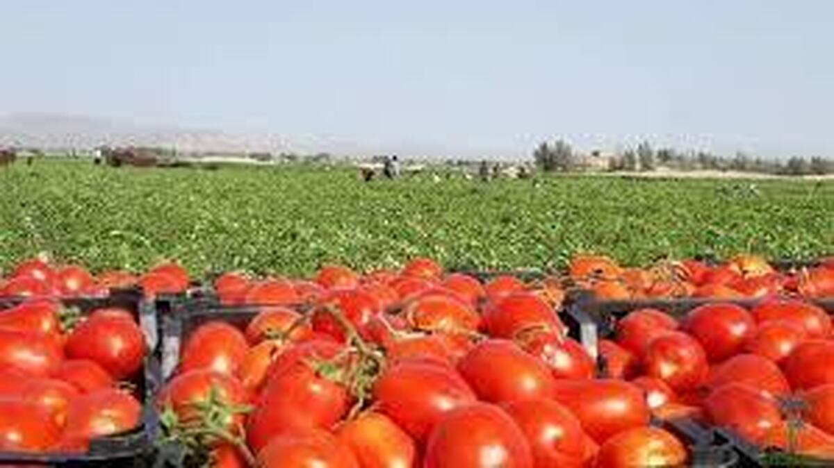 برداشت گوجه فرنگی زمستانه از مزارع هرمزگان