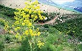 استان یزد تحت پوشش طرح جهش تولید در دیمزارها