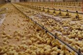 افزایش جوجه ریزی و تولید مرغ استان اصفهان تا پایان سال جاری