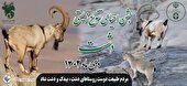 افزایش ۲۴ درصدی حیات وحش پارک ملی گلستان در سایه حفاظت مشارکتی جوامع محلی با محیط بانان