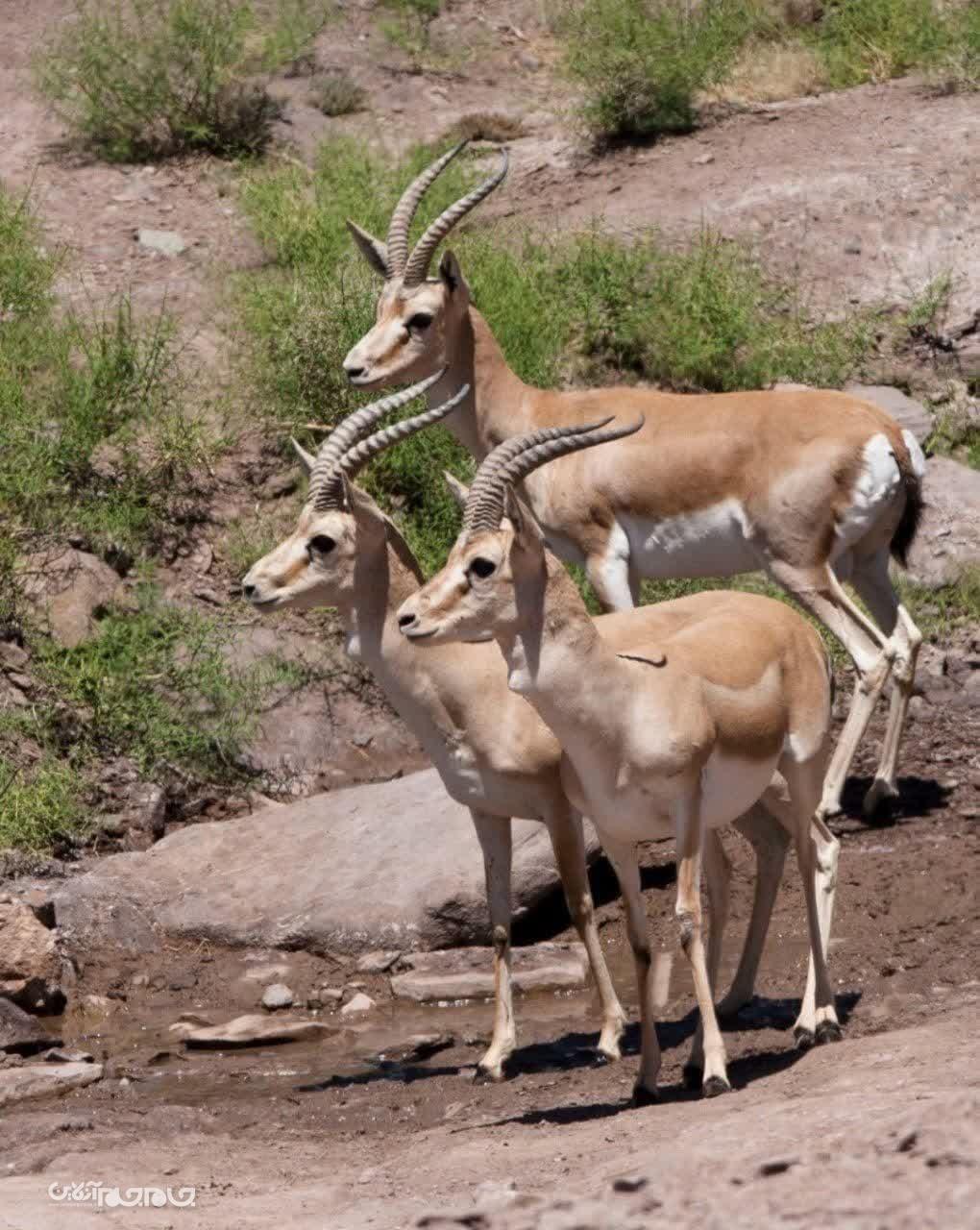 افزایش ۲۴ درصدی جمعیت حیات وحش شاخص استان خراسان شمالی