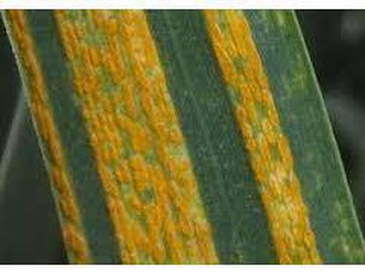 سرپرست مدیریت حفظ نباتات جهاد کشاورزی مازندران توصیه های فنی برای جلوگیری از شیوع بیماری زنگ زرد گندم در مزارع را اعلام کرد.