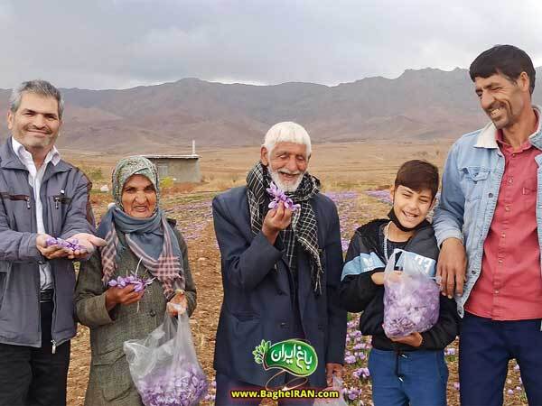 بهترین زعفران ایران +