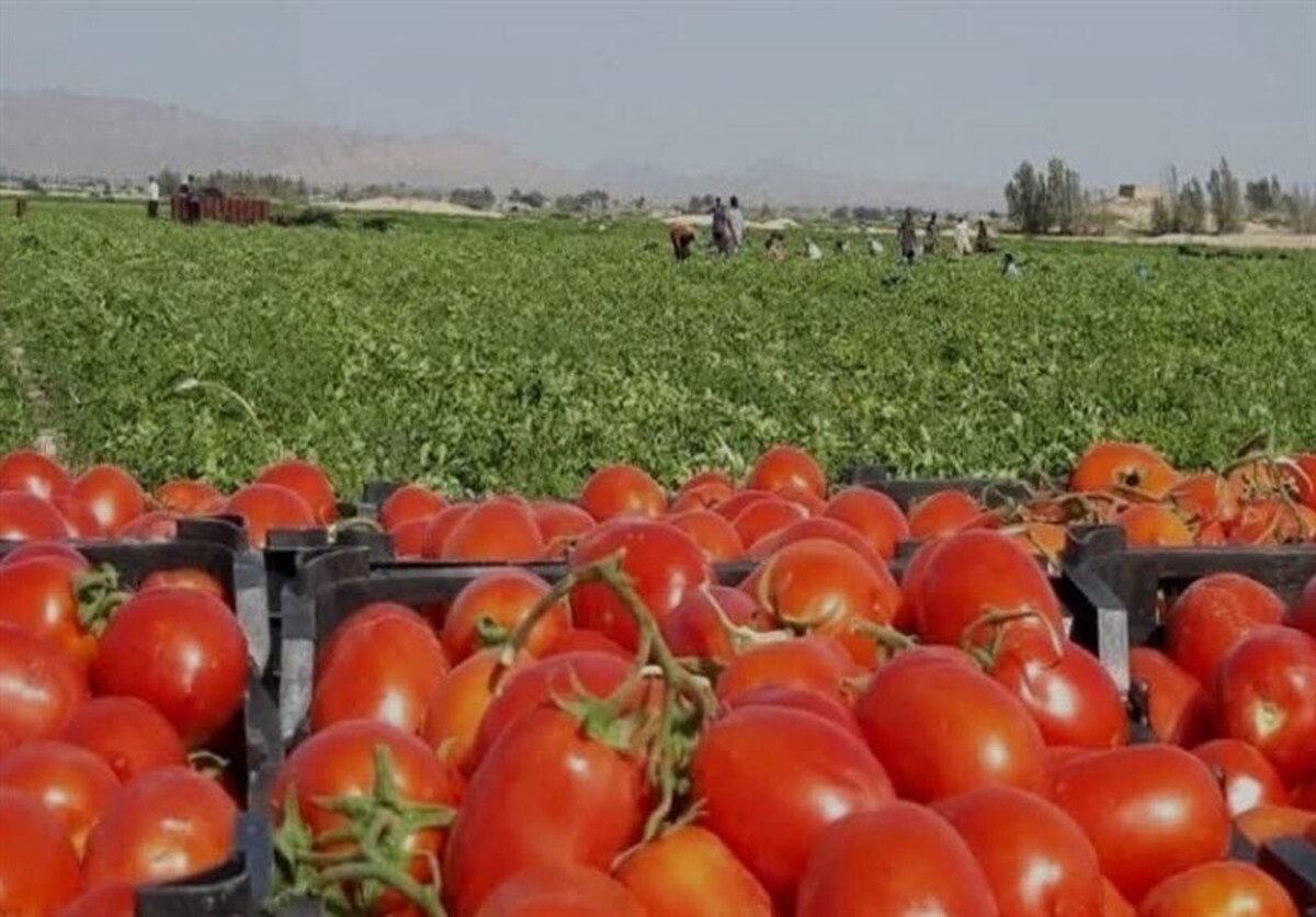 برداشت گوجه فرنگی از زمین‌های کشاورزی بندرعباس