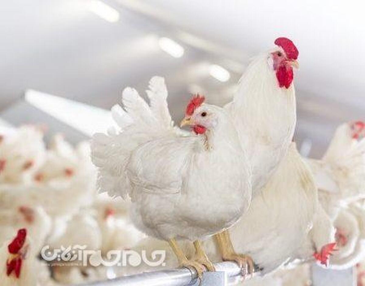 کاهش عرضه مرغ زنده در “گلستان”