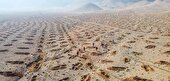 در کمتر از ۲ ماه طرح کاشت ۱۰۰۰ هکتار بذر درخت بادام اسکوپاریا در پالایشگاه اصفهان به اتمام رسید