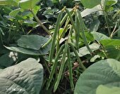 معرفی ۲ رقم ماش جدید در گلستان