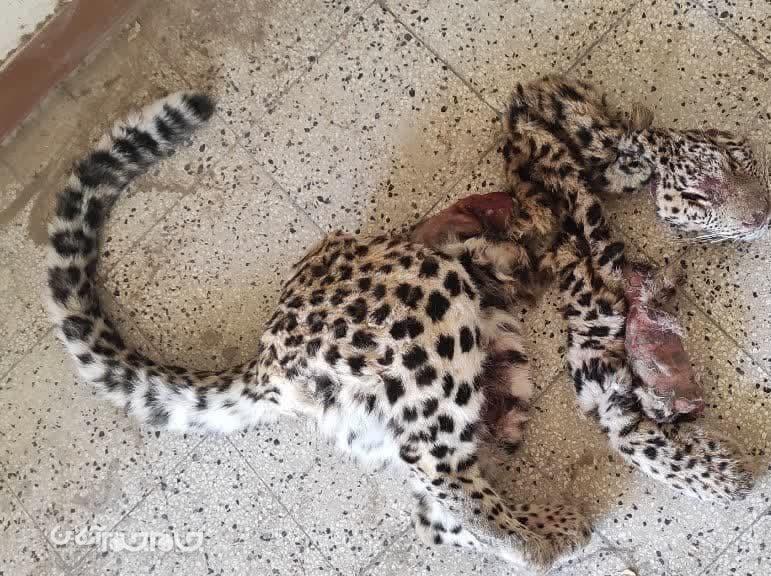 مشاهده لاشه یک فرد پلنگ در منطقه حفاظت شده سالوک