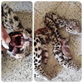 مشاهده لاشه یک فرد پلنگ در منطقه حفاظت شده سالوک