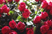 رز‌های ۳۷ میلیاردی خراسان جنوبی