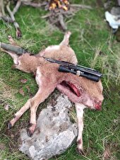 کشف لاشه ۲ راس بزغاله از متخلفان شکار در خائیز