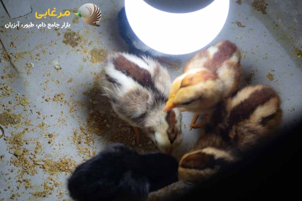 جلوگیری از شکست مرغداری با 6 تجهیزات مهم