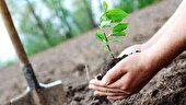 کاشت ۸۰۰ هزاراصله درخت همزمان باهفته درختکاری درسیستان وبلوچستان