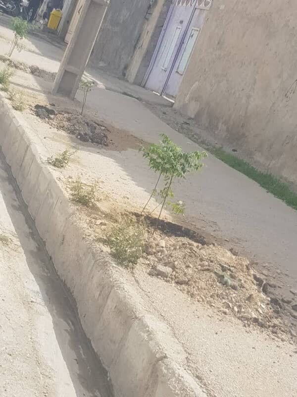 ترویج فرهنگ درختکاری ترویج فرهنگ درختکاری