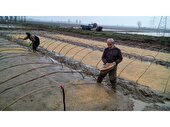 نخستین بذرپاشی برنج در شالیزارهای سوادکوه‌شمالی